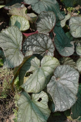 Rex Begonia
