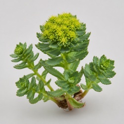 Rhodiola Identification Guide