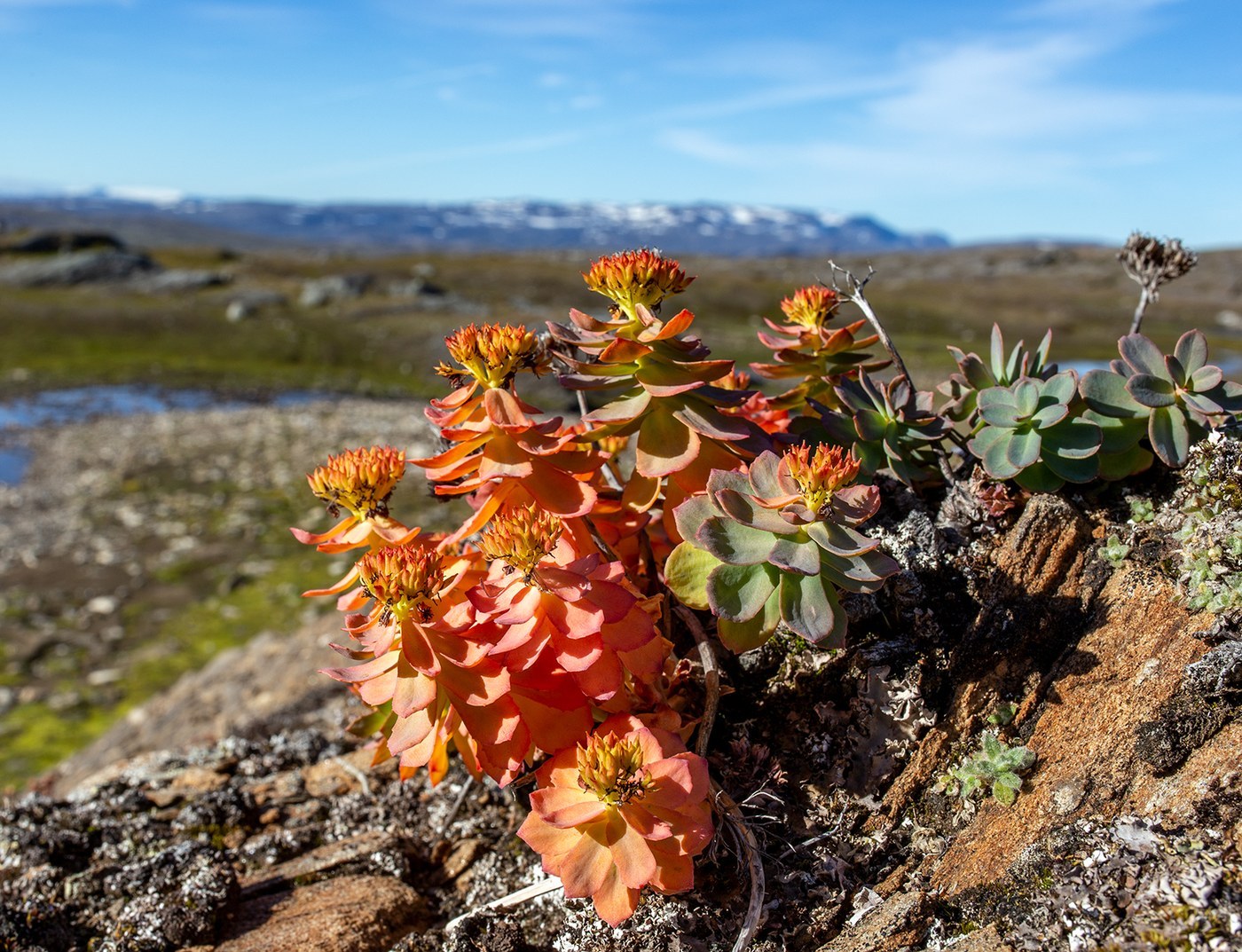 How to Care for Rhodiola