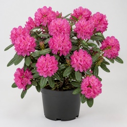 Rhododendron Identification Guide