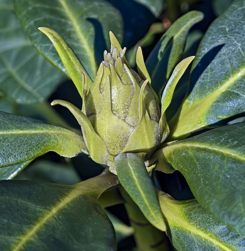 Rhododendron