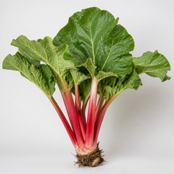 Rhubarb Identification Guide