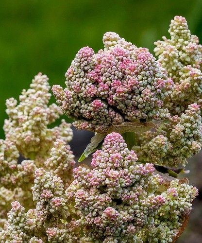 Rhubarb