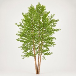 River Birch Identification Guide