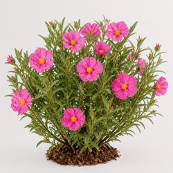 Rockrose Identification Guide