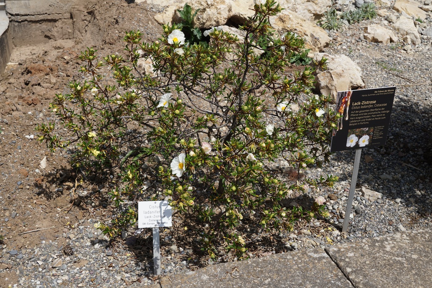 How to Care for Rockrose