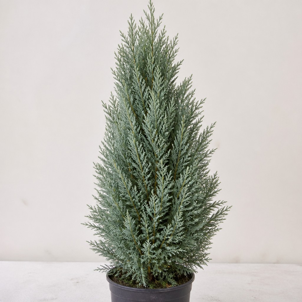 Rocky Mountain Juniper