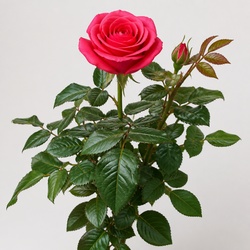 Rose Identification Guide
