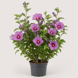 Rose of Sharon Identification Guide