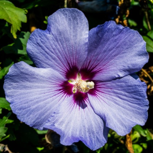 Rose of Sharon