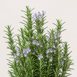 Rosemary