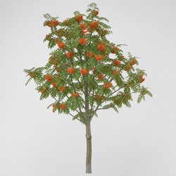 Rowan Identification Guide