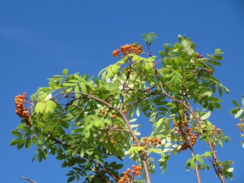 Rowan