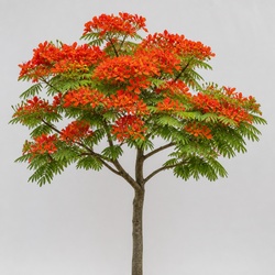 Royal Poinciana Identification Guide