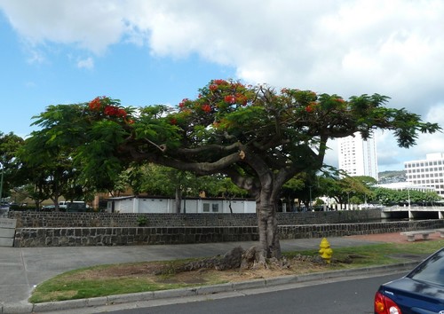 Royal Poinciana
