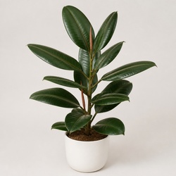 Rubber Plant Identification Guide