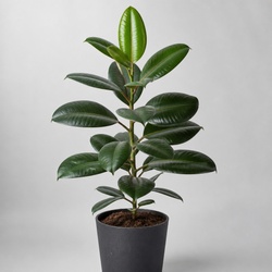 Rubber Tree Identification Guide
