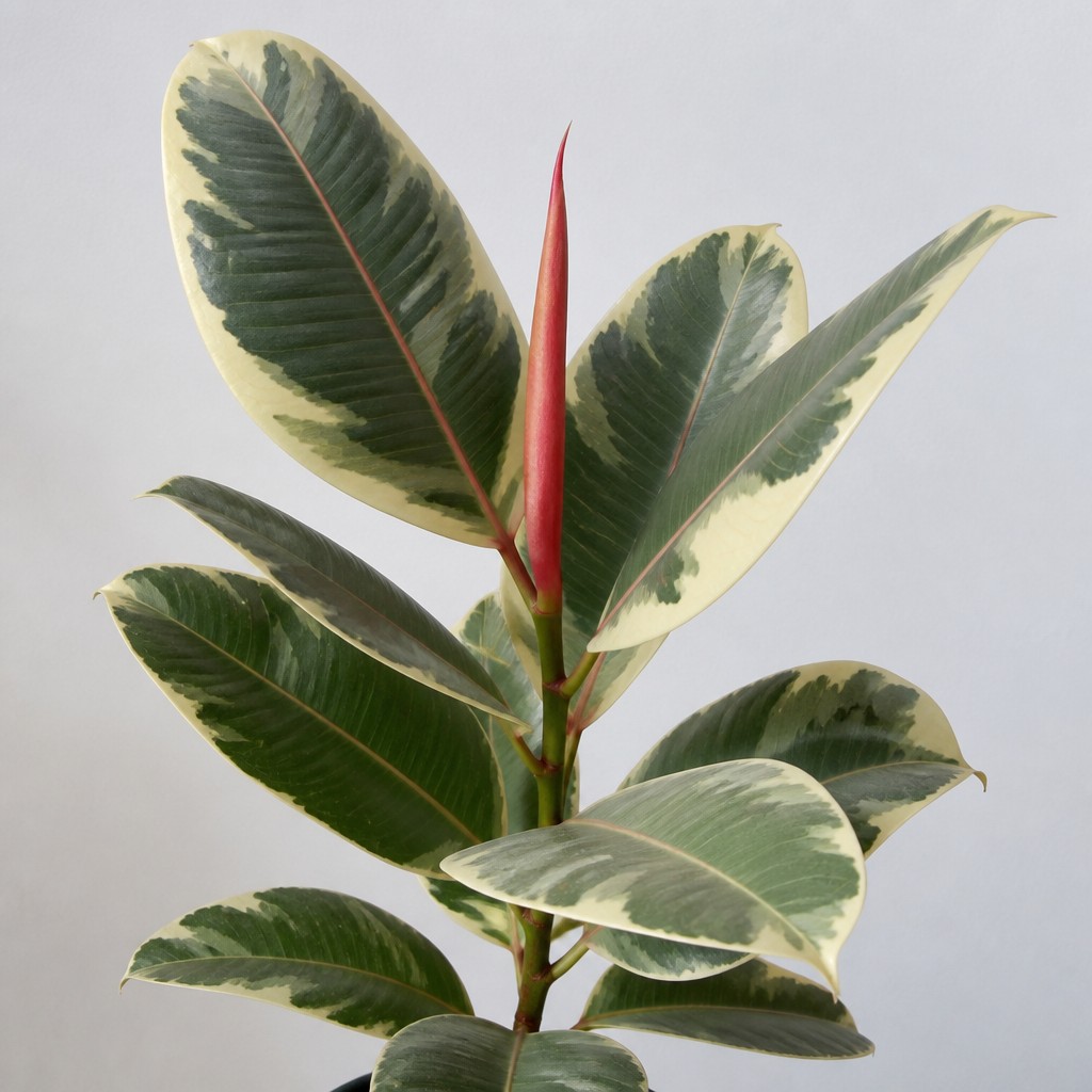 Rubber Tree