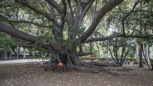 Rubber Tree