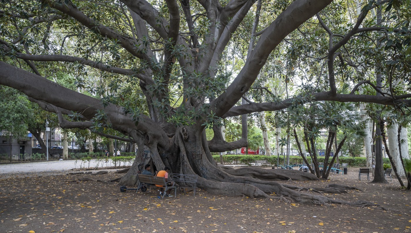 How to Care for Rubber Tree