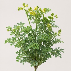 Rue Identification Guide