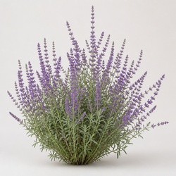 Russian Sage Identification Guide