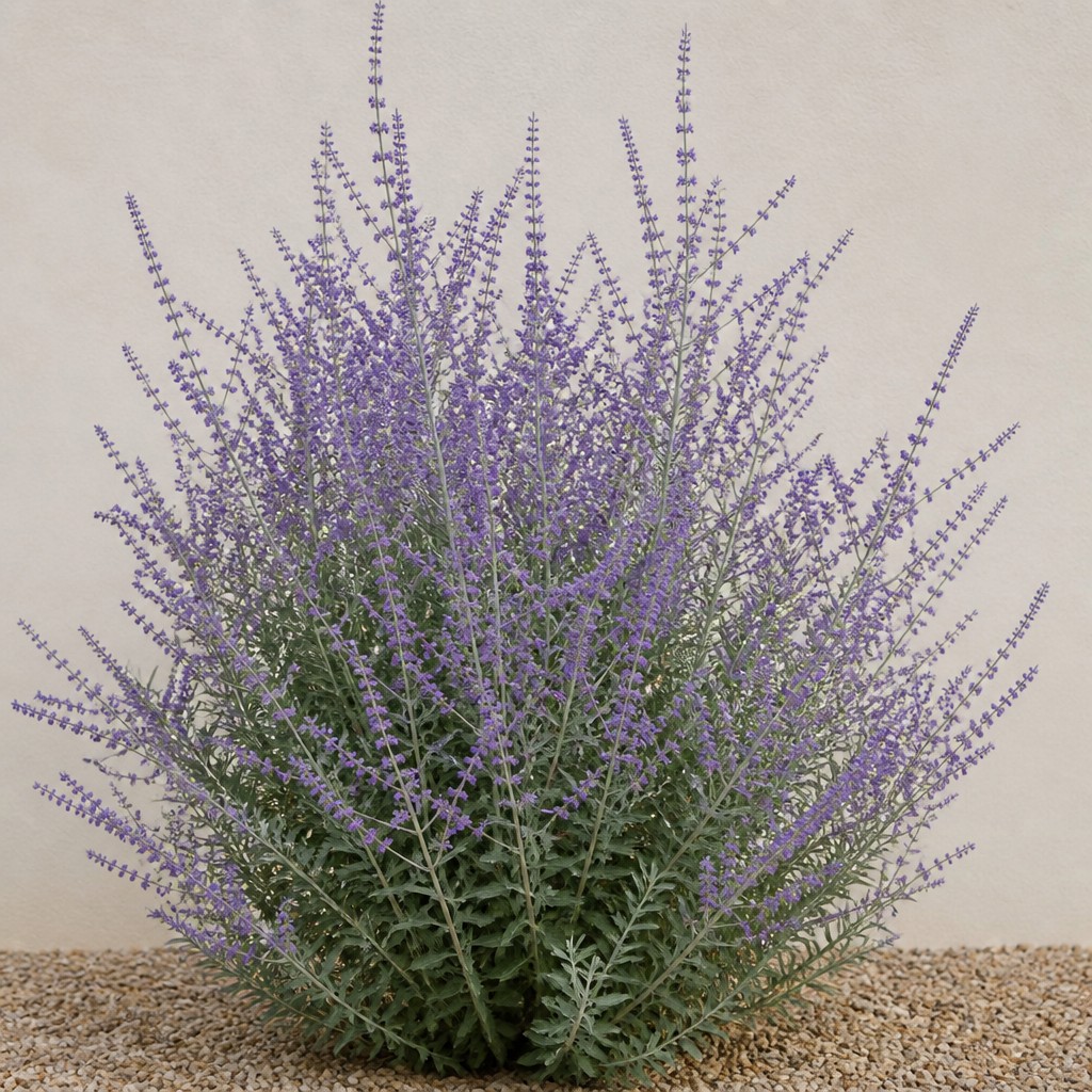 Russian Sage