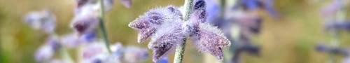 Russian Sage