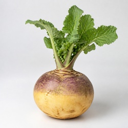 Rutabaga Identification Guide