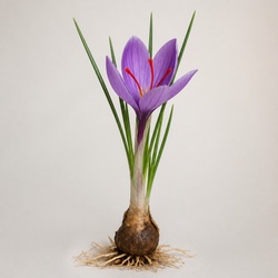 Saffron Identification Guide