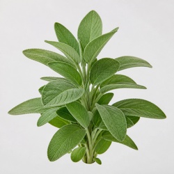 Sage Identification Guide