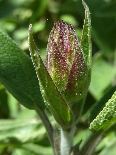 Sage