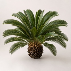 Sago Palm Identification Guide