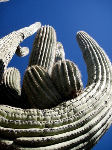 Saguaro Cactus