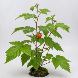 Salmonberry Identification Guide