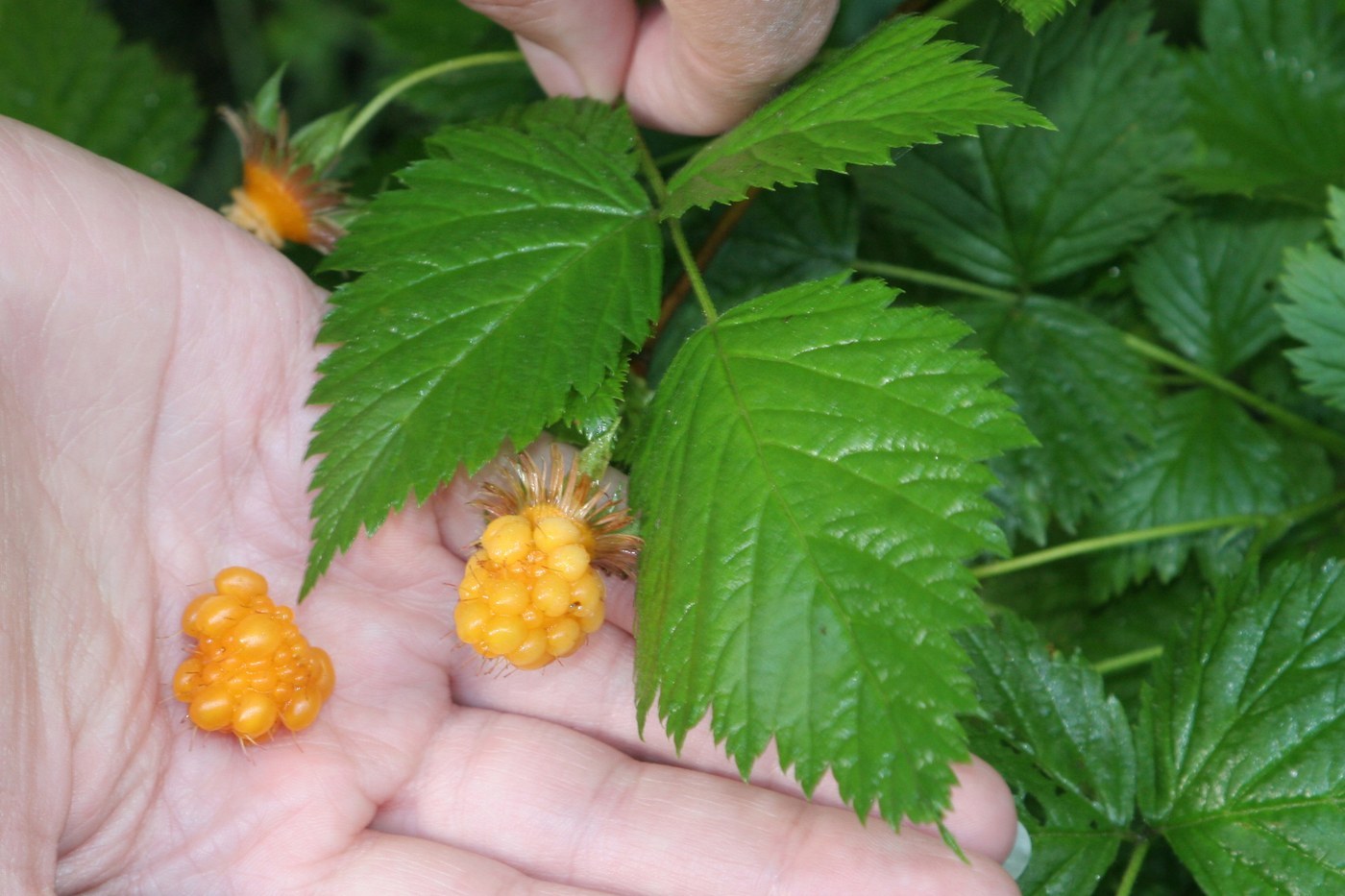 How to Care for Salmonberry
