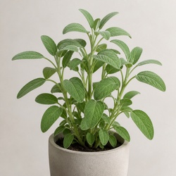 Salvia Identification Guide
