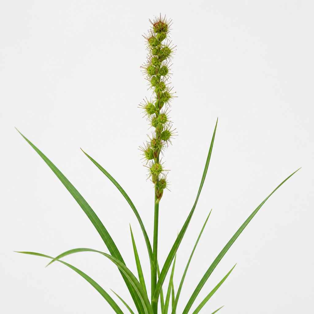 Sandbur