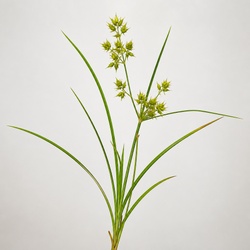 Sandbur Identification Guide