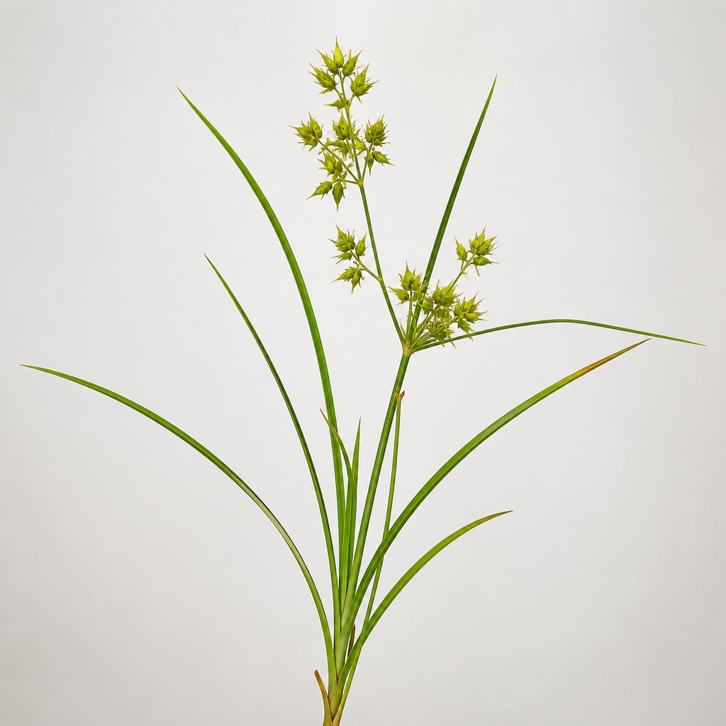 Sandbur
