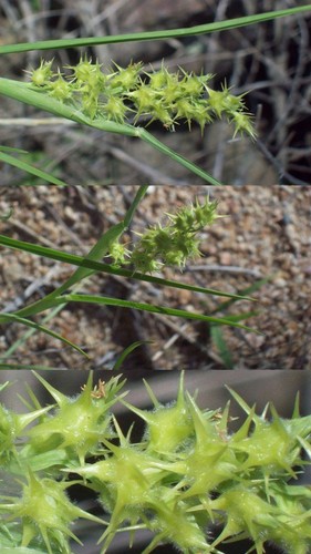 Sandbur