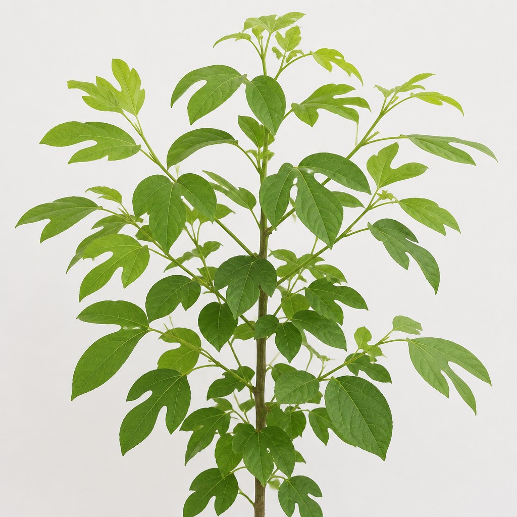 Sassafras