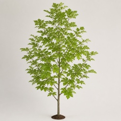 Sassafras Identification Guide