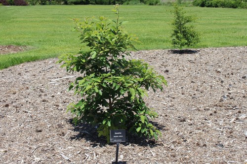 Sassafras