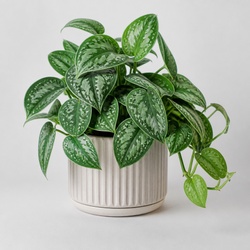 Satin Pothos Identification Guide