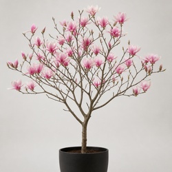 Saucer Magnolia Identification Guide
