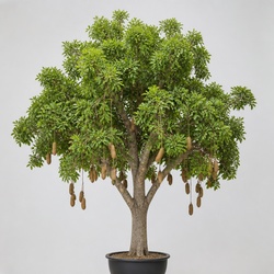 Sausage Tree Identification Guide