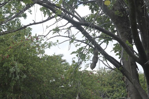 Sausage Tree