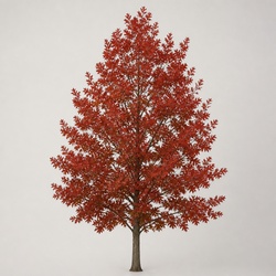 Scarlet Oak Identification Guide