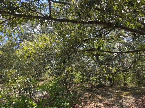 Scarlet Oak